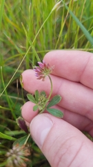 Trifolium bifidum decipiens