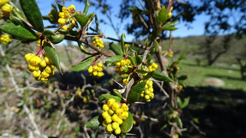Berberis chilensis, photograph 1