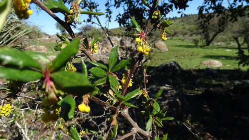 Berberis chilensis, photograph 2
