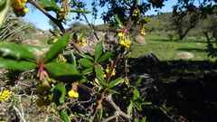 Berberis chilensis, photograph (c) Jorge Muñoz Camadro, some rights reserved (CC BY)