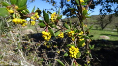 Berberis chilensis, photograph (c) Jorge Muñoz Camadro, some rights reserved (CC BY)