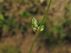 Isolepis carinata