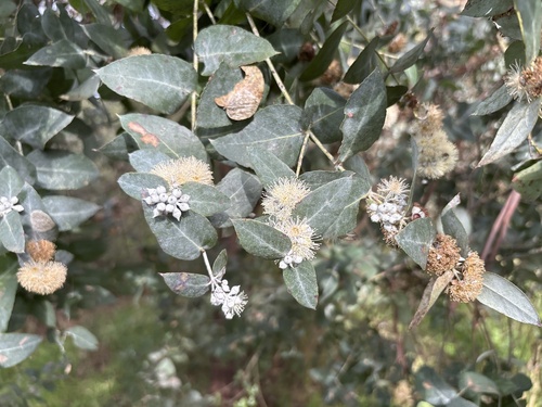 Eucalyptus crenulata observed 2026-08-08