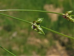 Isolepis carinata