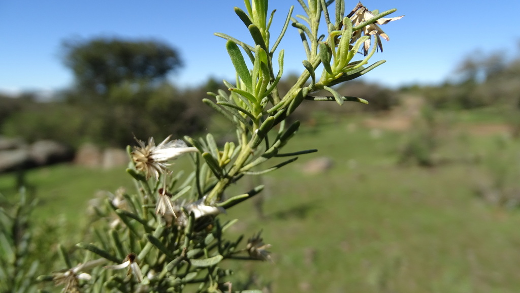 Baccharis linearis; photograph (c) Jorge Muñoz Camadro, some rights reserved (CC BY)