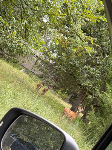 White-tailed Deer