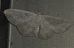 Cosymbiini