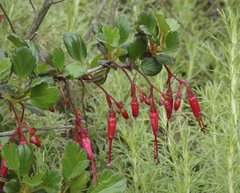 Ribes speciosum