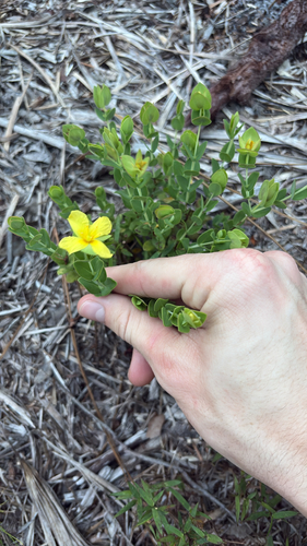 Hypericum tetrapetalum, photograph 3