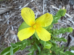 Hypericum tetrapetalum, photograph (c) Daniel Farson, some rights reserved (CC BY)
