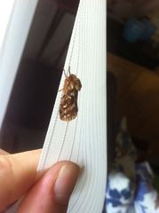 Korscheltellus fusconebulosa