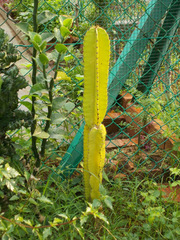 Cactaceae