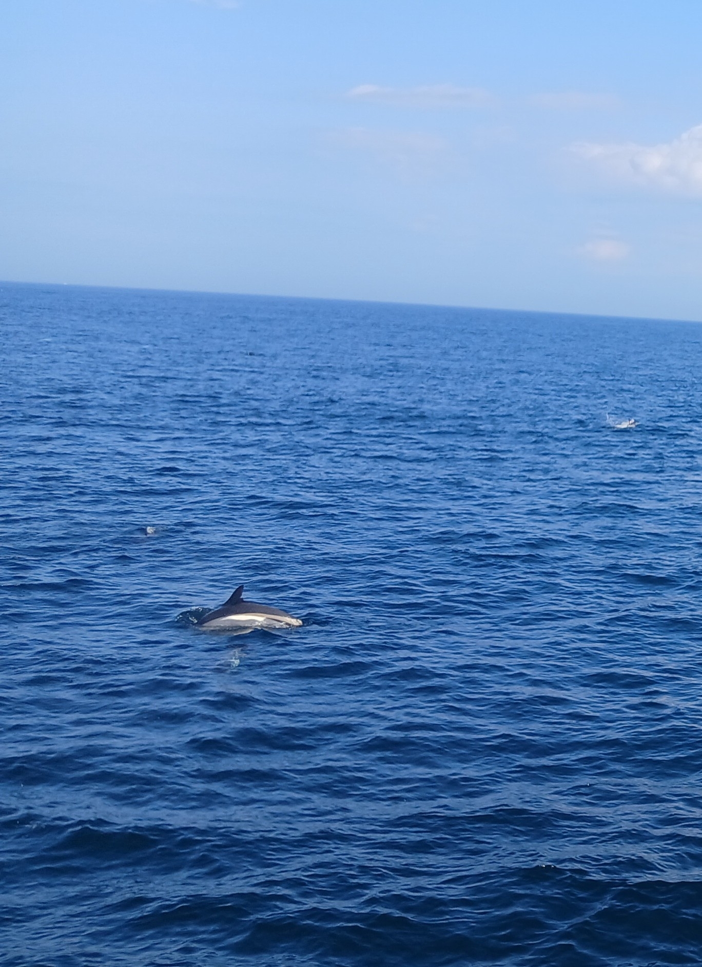 Lagenorhynchus acutus