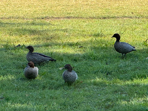 Australian Wood Duck