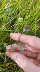 Trifolium albopurpureum