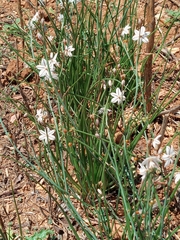 Asphodelus fistulosus