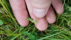 Trifolium microdon