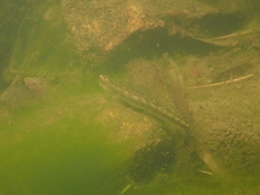 Stiphodon multisquamus