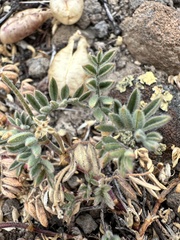 Astragalus whitneyi