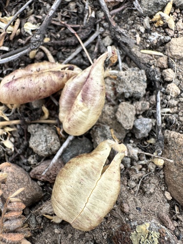 Astragalus whitneyi, photograph 2