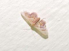 Idaea gemmaria
