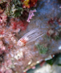 Ralpharia magnifica