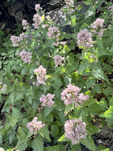 Ageratina occidentalis, photograph 6