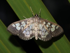 Syllepte taiwanalis