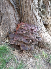 Ganoderma sessile
