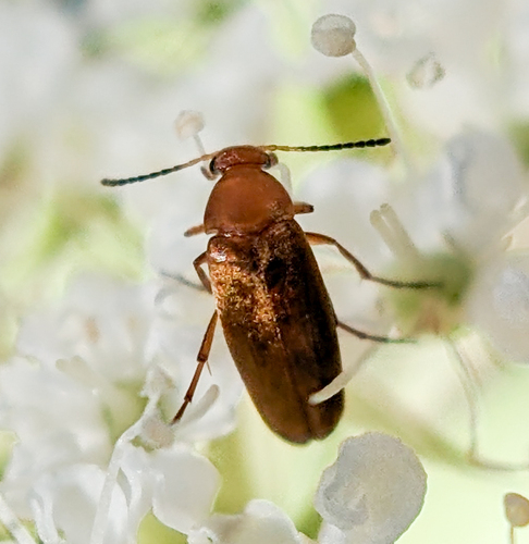 iNaturalist observation photo of Pentaria