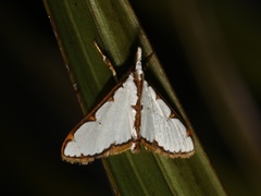 Cirrhochrista spinuella
