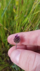 Trifolium albopurpureum