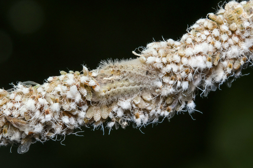 Harvester photo 4