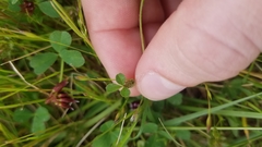 Trifolium microdon