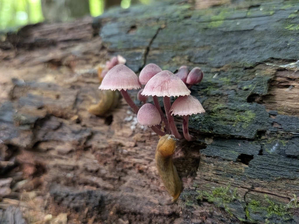 Bleeding Fairy Helmet · August 2026 · photo: Photo: (c) Kalvin Chan, some rights reserved (CC BY) · iNaturalist