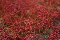Salicornia rubra