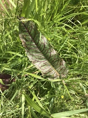 Rumex sanguineus