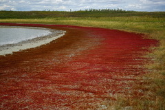 Salicornia rubra