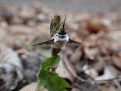 Bombylius anthophilus
