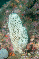 Holopsamma laminaefavosa