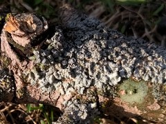 Fungi