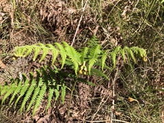 Pteridium revolutum