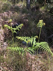 Pteridium revolutum