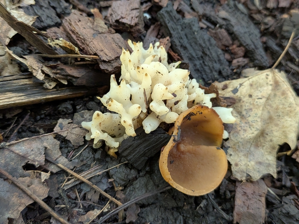 white coral jelly fungus · August 2026 · photo: Photo: (c) Kalvin Chan, some rights reserved (CC BY) · iNaturalist
