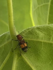 Enoclerus ichneumoneus