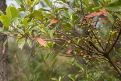 Elaeocarpus reticulatus