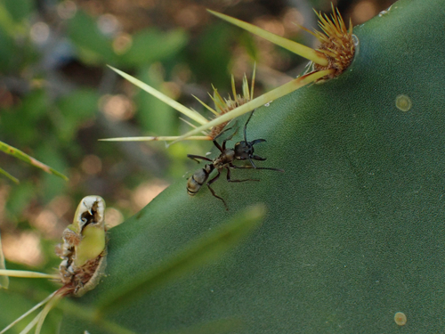Hairy Panther Ant