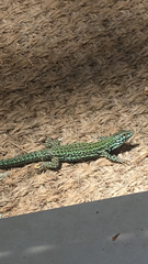 Podarcis pityusensis formenterae