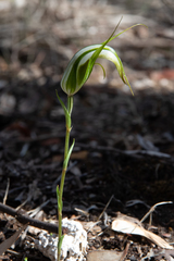 Pterostylis ampliata