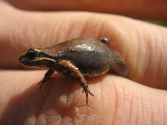 Cacosternum australis